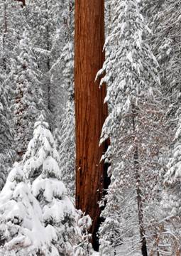 Sequioa standing out in the middle of the snowed forest.